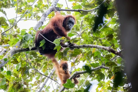 Bencana Iklim Tewaskan 58 Orangutan Tapanuli, Populasi Tersisa Kini di Bawah 800 Individu