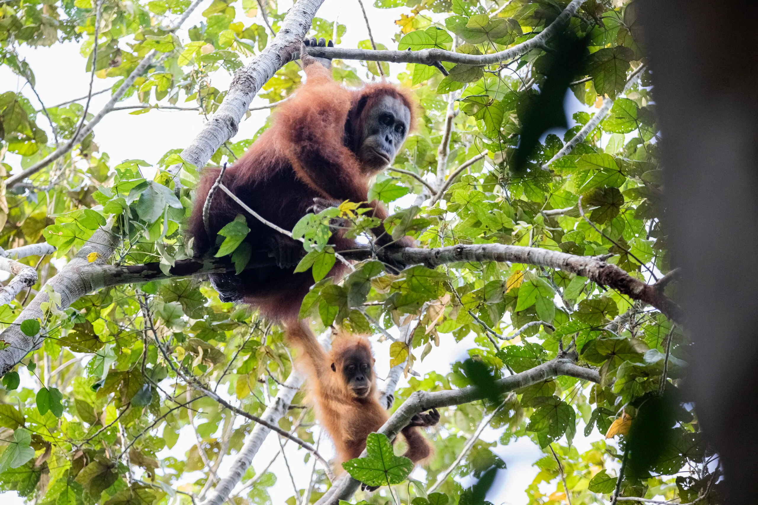 Bencana Iklim Tewaskan 58 Orangutan Tapanuli, Populasi Tersisa Kini di Bawah 800 Individu