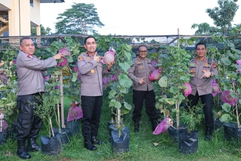 Polda Kalbar Sulap Lahan Kantor Jadi Kebun Melon: Percontohan Ketahanan Pangan dari Dalam Institusi