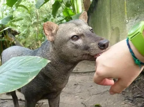 Lebih dari Sekadar Hantu: Studi 25 Tahun Ungkap Populasi Anjing Amazon Ternyata Melimpah