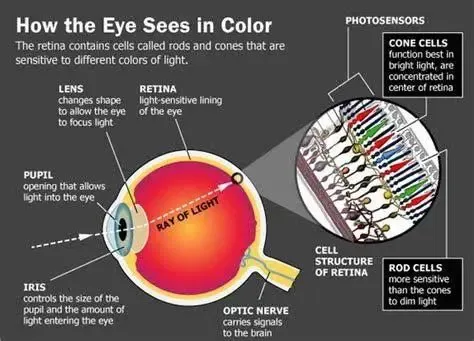 Misteri Penglihatan Warna Terpecahkan: Ilmuwan Australia Ungkap Struktur Atom Molekul Mata