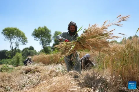 Ladang Gandum Gantikan Bunga Opium: Petani Afghanistan Beralih ke Tanaman Legal