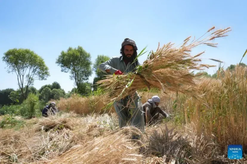 Ladang Gandum Gantikan Bunga Opium: Petani Afghanistan Beralih ke Tanaman Legal
