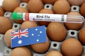 Flu Burung H5 Kian Meluas di Australia, Peternak Ayam Siaga Satu