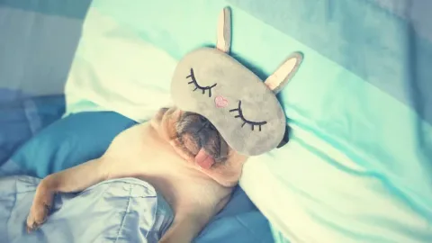Tidur Satu Ranjang dengan Hewan Peliharaan: Risiko Kesehatan vs Kenyamanan Emosional