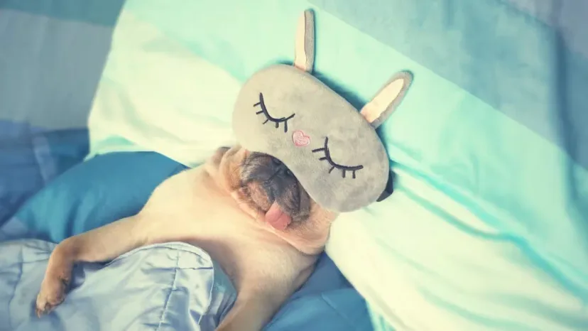 Tidur Satu Ranjang dengan Hewan Peliharaan: Risiko Kesehatan vs Kenyamanan Emosional