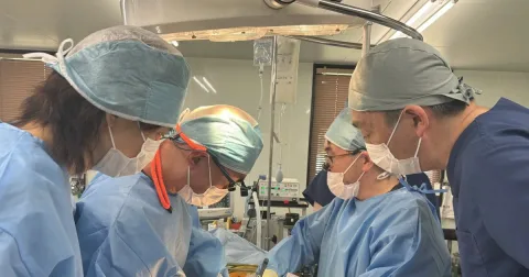 Jepang Siap Uji Klinis Ginjal Babi untuk Manusia pada 2028, Target Atasi Krisis Donor