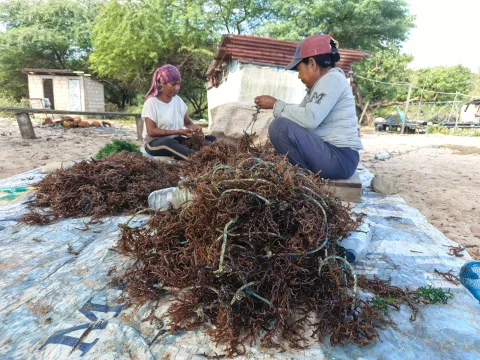 Hasil Rumput Laut Anjlok 90% Setelah PLTU Timor Beroperasi, Petani NTT Teriak