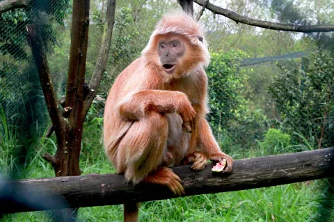 Perdagangan Ilegal Lutung Jawa Kian Masif: Bayi Dipisahkan dari Induk, Induk Dibunuh