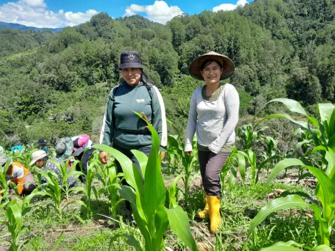 Perempuan Desa Lonca Buktikan Kedaulatan Pangan Lewat Pampa, Warisan Leluhur yang Kembali Hidup