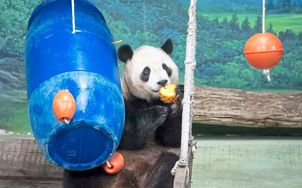 Rayakan Ulang Tahun ke-6, Panda Yuanbao Dapat Perlakuan Khusus di Tengah Dugaan Kehamilan Palsu
