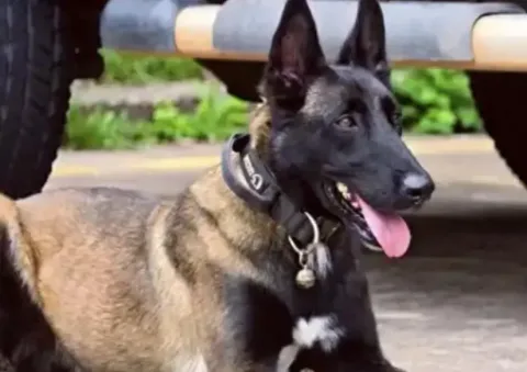 Kesetiaan Anjing Polisi Bulu: Enam Bulan Menanti Pawang yang Cedera, Video Reuni Viral di China
