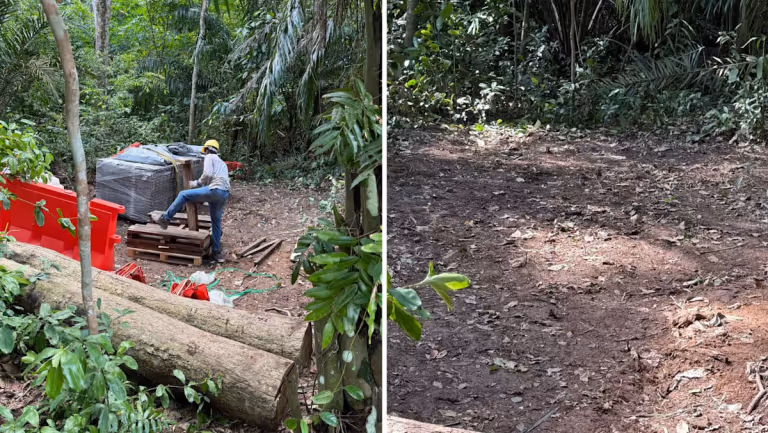 Pembersihan Pohon Ilegal di Lower Peirce: Kontraktor dan Supervisor Dapat Peringatan Bersyarat