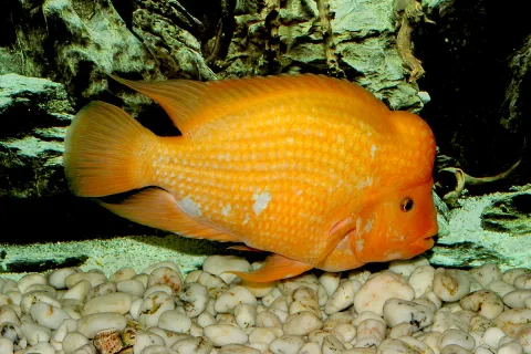 Invasi Red Devil di Danau Toba: Ancaman Nyata bagi Ikan Endemik dan Mata Pencaharian Nelayan