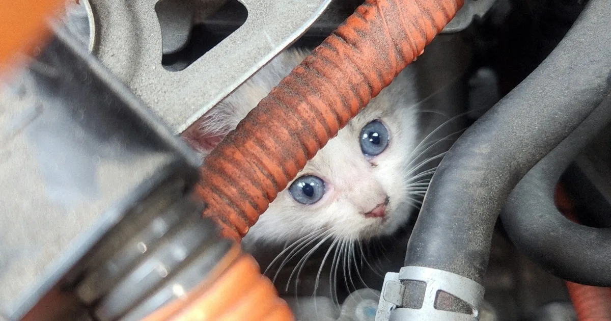 Musim Hujan Jepang, Ribuan Kucing Terjebak di Kap Mesin: Imbauan JAF untuk Pengecekan Sebelum Berkendara