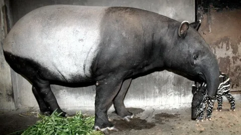 Tapir Muncul di Jalinsum Mesuji, BKSDA Lakukan Penelusuran