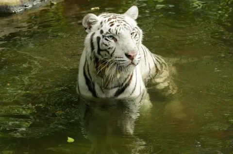 Harimau Putih Pasha di Night Safari Singapura Dieutanasia karena Kanker