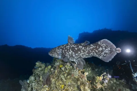 Nelayan Manado Temukan Coelacanth, Ikan Purba yang Hidup Sejak Zaman Dinosaurus