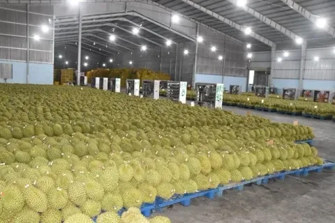 Malaysia Bantah Ekspor Durian ke China Lewat Jalur Darat: Belum Ada Izin Resmi