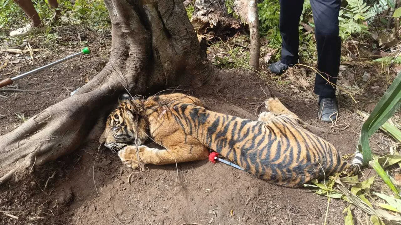 Harimau Sumatera: Lebih Banyak Tidur daripada Agresif, Mitos vs Fakta di Tengah Ancaman Kepunahan