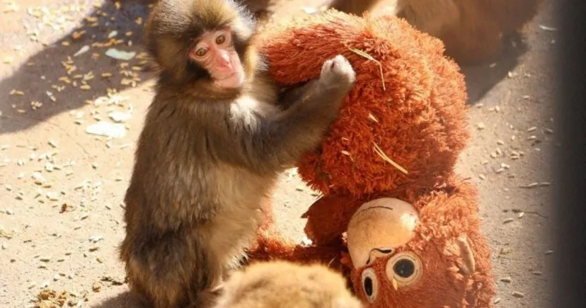 Rayakan Ulang Tahun Pertama, Kebun Binatang Jepang Gelar Pameran Kartu untuk Monyet Punch