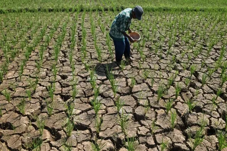 Krisis Air Meluas di Indonesia: Ribuan Rumah Tangga Terdampak Kekeringan Ekstrem