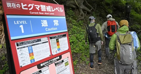 Empat Pendaki Dievakuasi Helikopter usai Dihadang Beruang Coklat di Hokkaido