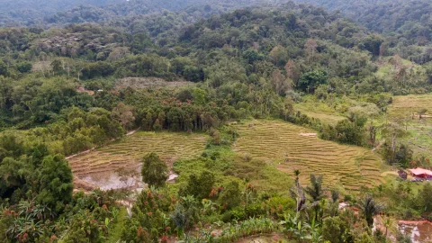 Proyek Karbon Jambi: Janji Triliunan Rupiah, Masyarakat Adat Tak Tahu