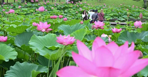 Teratai Purba Berusia Ribuan Tahun Mekar Sempurna di Jepang, Jadi Daya Tarik Wisatawan