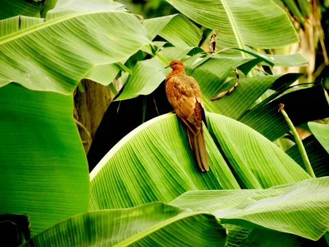Uncal Enggano: Burung Endemik yang Jadi Kunci Regenerasi Hutan Pulau Terluar