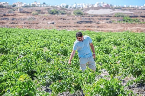 Santorini Memanas: Pembuat Anggur Berinovasi di Tengah Kekeringan Ekstrem