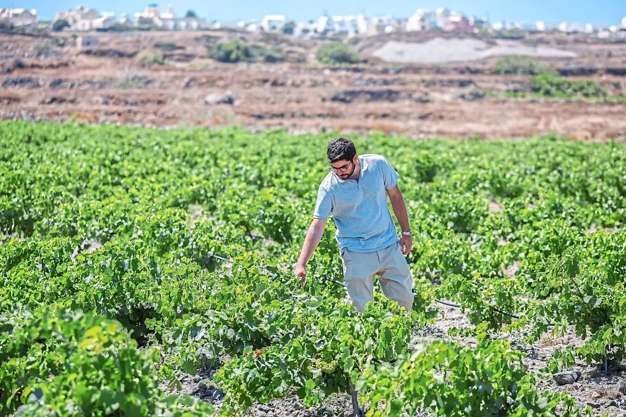 Santorini Memanas: Pembuat Anggur Berinovasi di Tengah Kekeringan Ekstrem