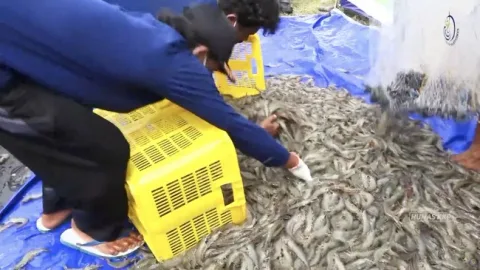Emiten Udang Kaesang (PMMP) Terjerat Utang Triliunan, Hanya Satu Pabrik Beroperasi