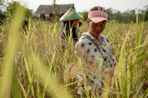 Tradisi Ume Terancam Punah: Larangan Bakar Lahan dan Hilangnya Puluhan Varietas Padi Lokal