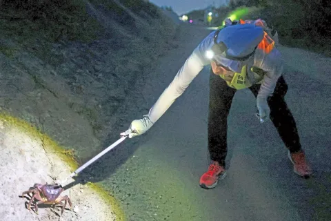 Jalan Ditutup, Jembatan Bambu Dibangun: Taiwan Selamatkan Kepiting Raksasa dari Kepunahan