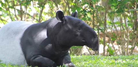 Tragedi Tapir Mesuji: Krisis Habitat yang Tak Kunjung Usai