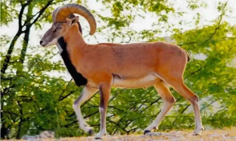 Populasi Domba Liar Langka Punjab Urial Pulih di Pegunungan Pakistan