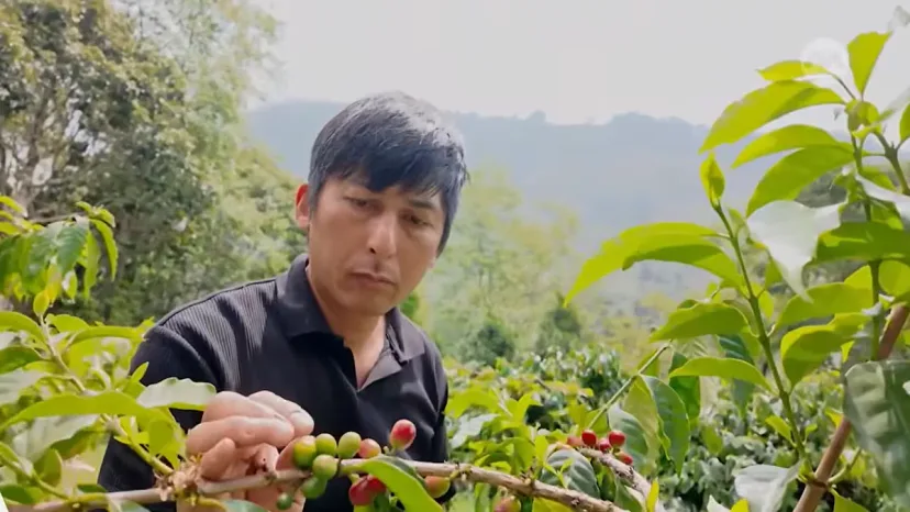 Kopi Alishan: Bukti Taiwan Tak Hanya Jago Bikin Chip