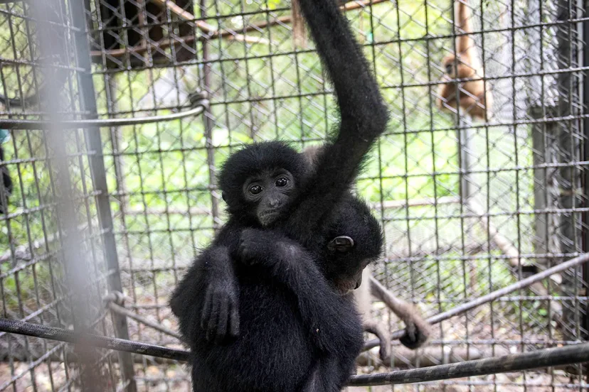 Jalur Sunyi Pesisir Aceh: Gerbang Penyelundupan Siamang ke Pasar Gelap Asia