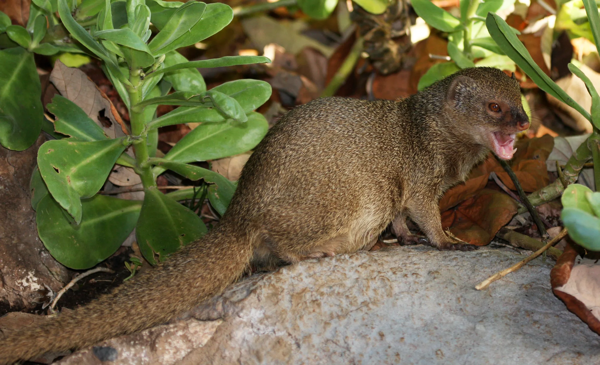Garangan Gagal Basmi Tikus, Malah Jadi Ancaman Baru bagi Fauna Endemik
