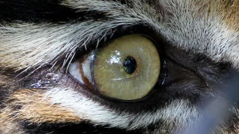 Serangan Harimau Sumatra Tewaskan Bocah di Pelalawan, BBKSDA Pasang Kamera Jebak