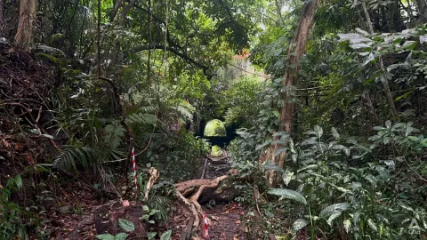 Rencana Perumahan di Hutan Kota Singapura: Antara Kebutuhan Hunian dan Kelestarian Lingkungan