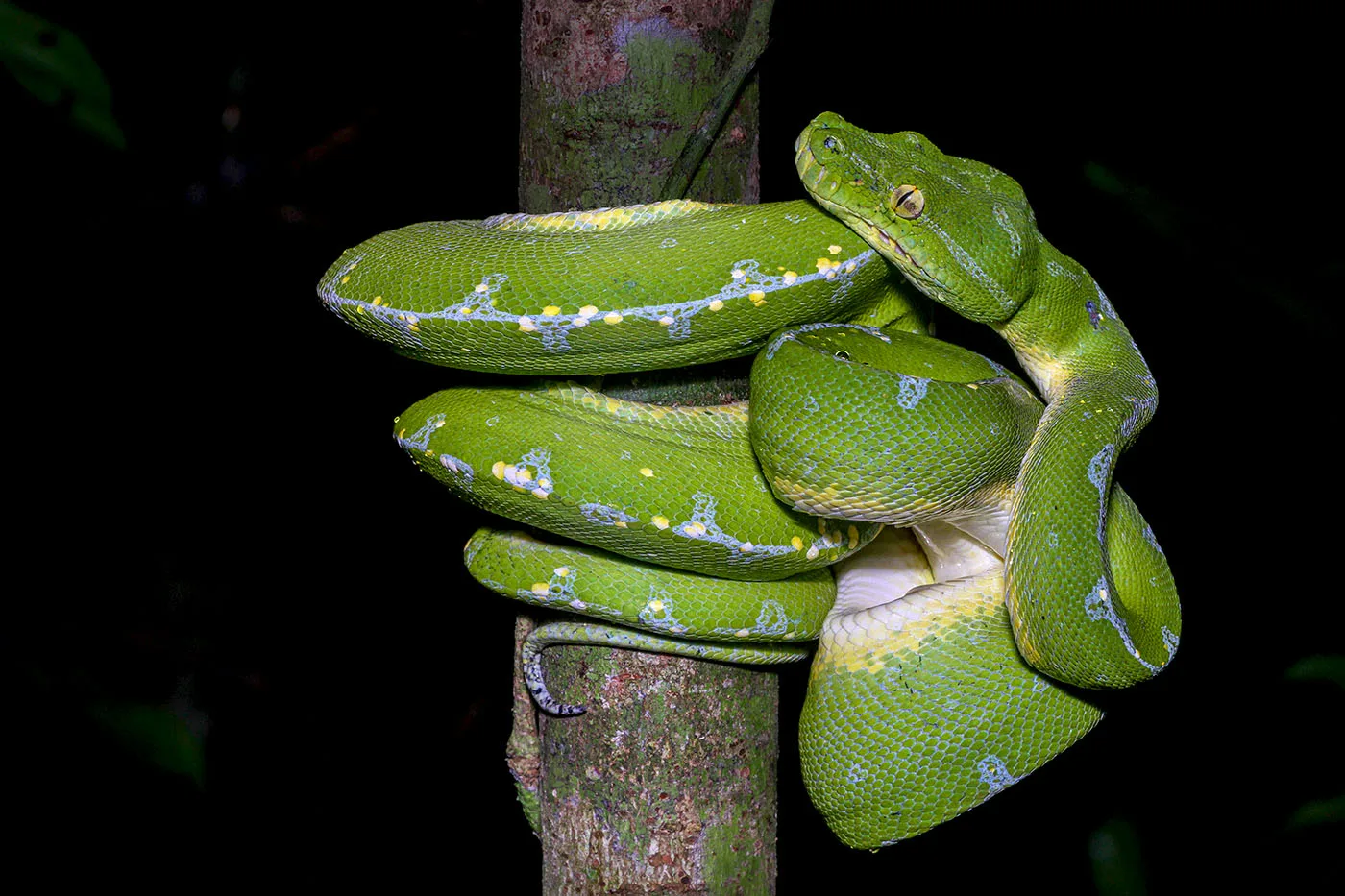 Ular Endemik Papua Terjepit Perburuan dan Perubahan Iklim: Alarm bagi Konservasi Herpetofauna