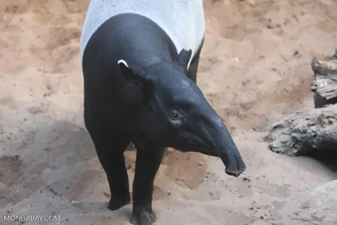 Tapir Dilindungi Dibunuh di Mesuji: Kepala Dipenggal, Daging Diolah Jadi Rica-Rica