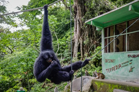 Siamang Kian Dekat dengan Manusia: Antara Wisata, Ancaman, dan Upaya Konservasi