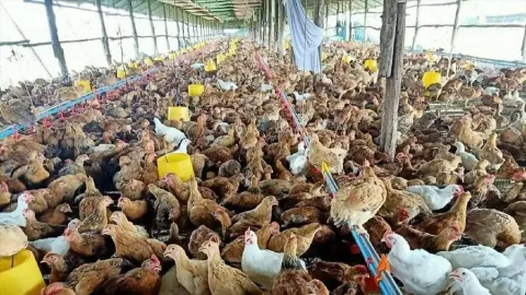 Kasus Flu Burung H5N1 pada Manusia di Kamboja Bertambah: Bayi 9 Bulan Positif