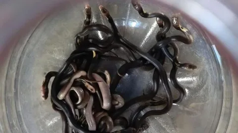 18 Anak Kobra Keluar dari Lubang Lantai Rumah di Demak Usai Disiram Bensin
