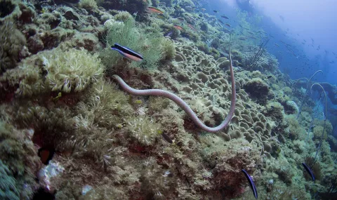 Ekor Ular Laut Zaitun Berfungsi sebagai 'Mata Kedua' untuk Mendeteksi Cahaya