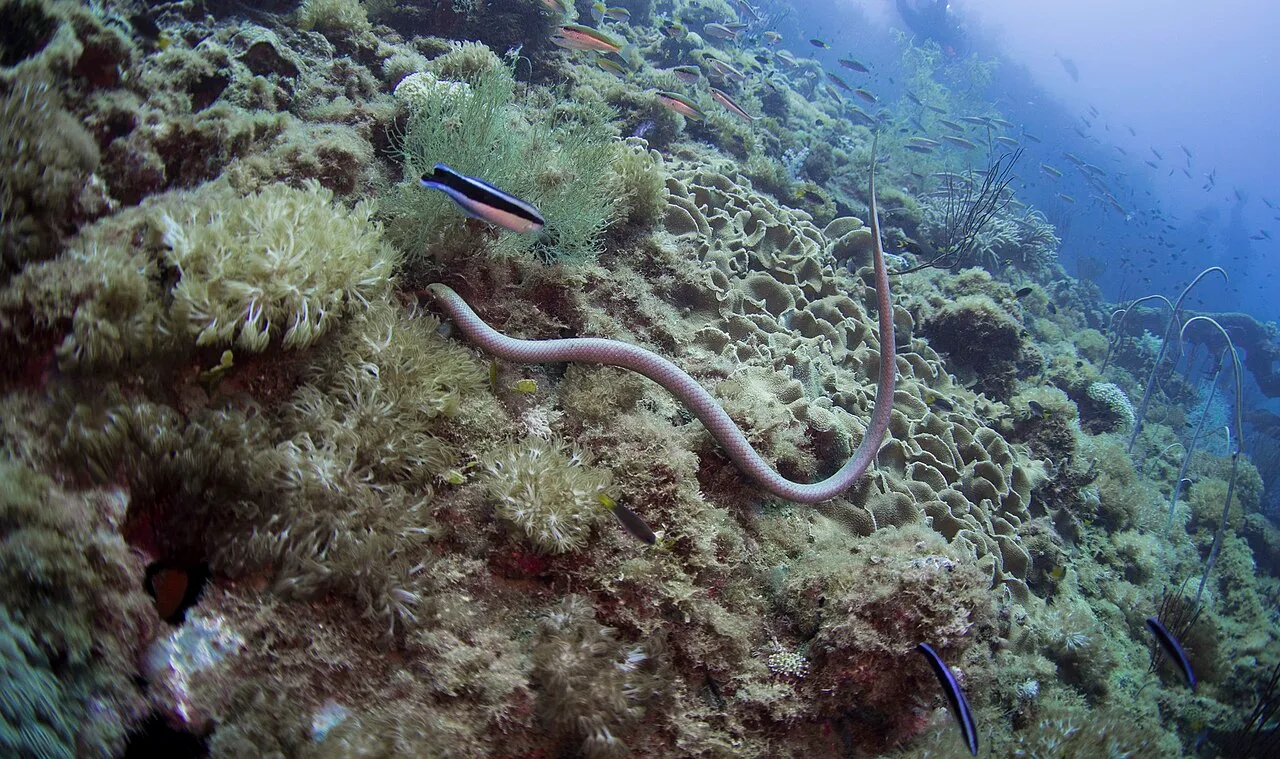 Ekor Ular Laut Zaitun Berfungsi sebagai 'Mata Kedua' untuk Mendeteksi Cahaya