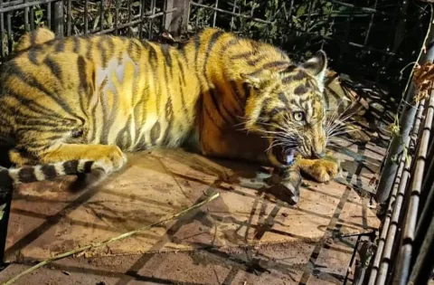 Harimau Sumatera Diduga Terkam Bocah 12 Tahun di Riau, Konflik Manusia-Satwa Kian Mengkhawatirkan
